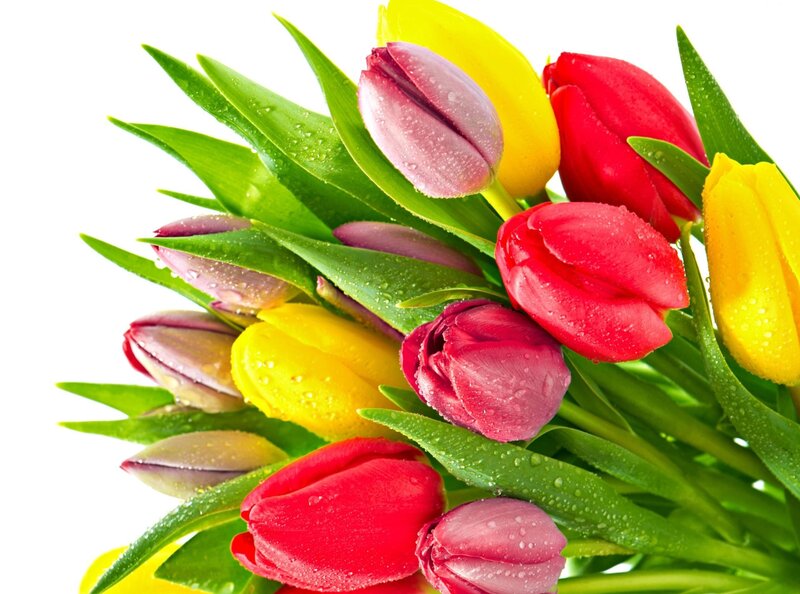 Tulip Bouquet with Dew — Red
