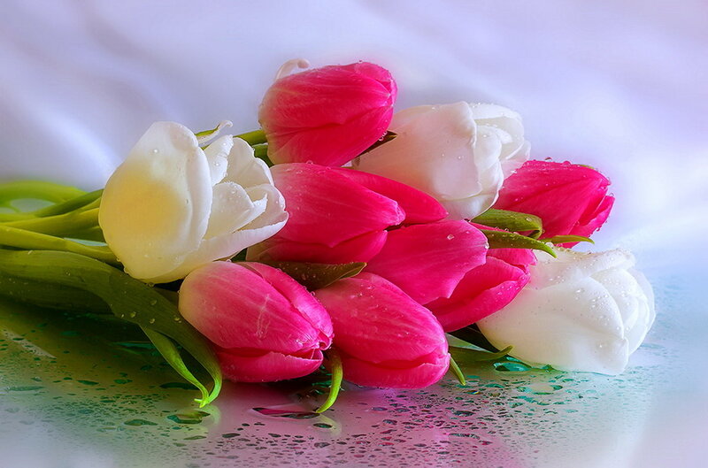 Tulip Bouquet with Water Droplets — Pink