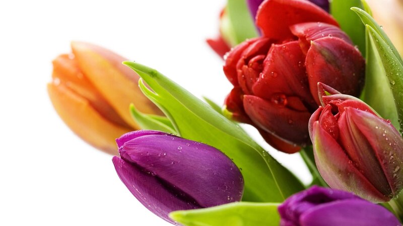 Tulip Bouquet with Water Droplets — Purple, Fresh