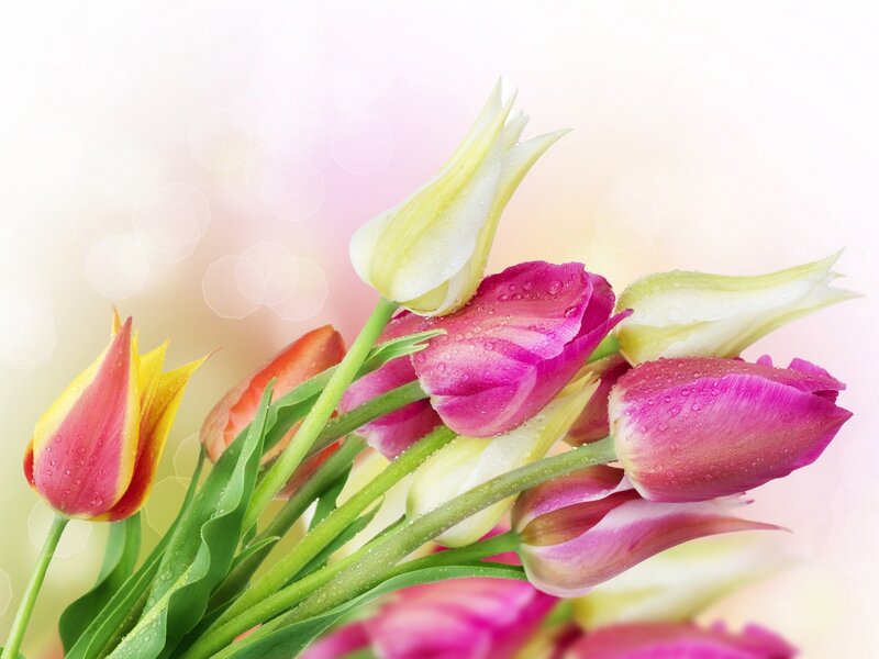 Tulip Bouquet with Water Droplets