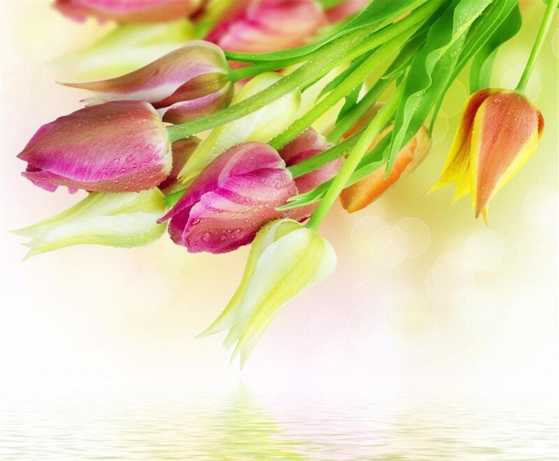 Tulip Bouquet with Water