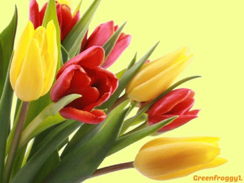 Tulip Bouquet — Yellow, Bright
