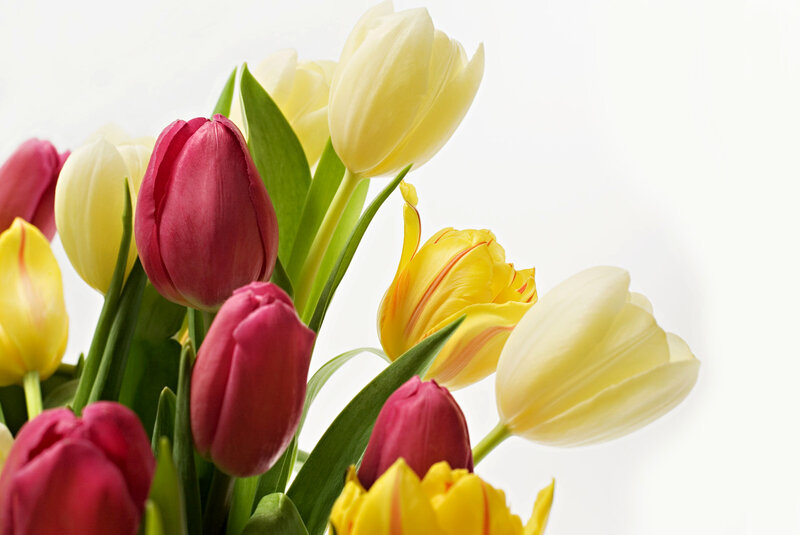 Tulip Bouquet — Yellow, Calm, Spring, Photograph