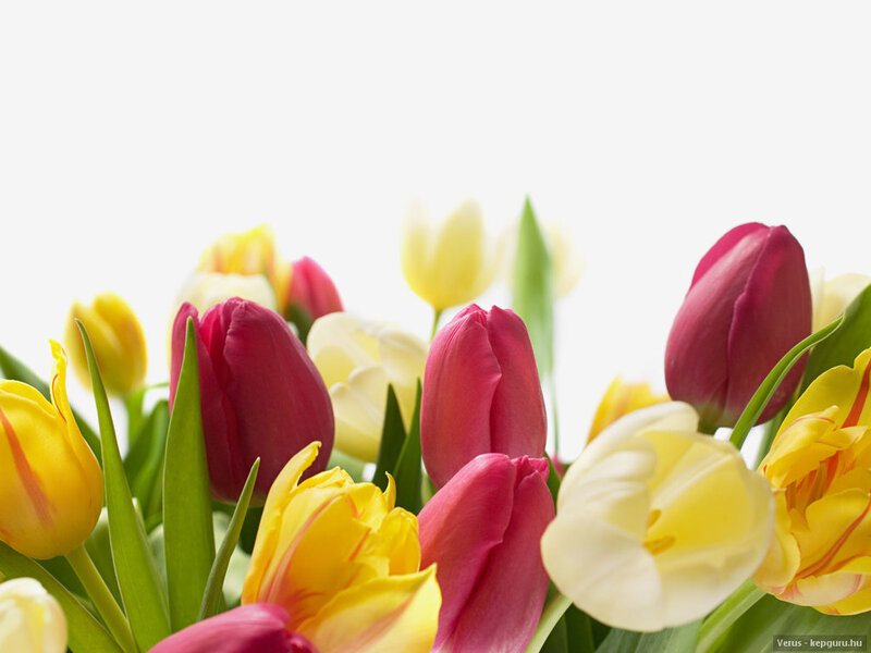 Tulip Bouquet — Yellow, Calm, Spring
