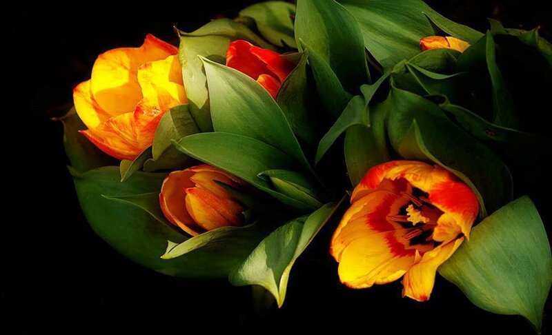 Tulip Bouquet — Yellow, Dramatic, Photograph, Flowers
