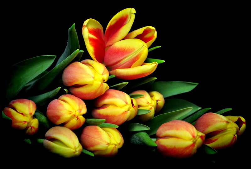 Tulip Bouquet — Yellow, Dramatic, Photograph