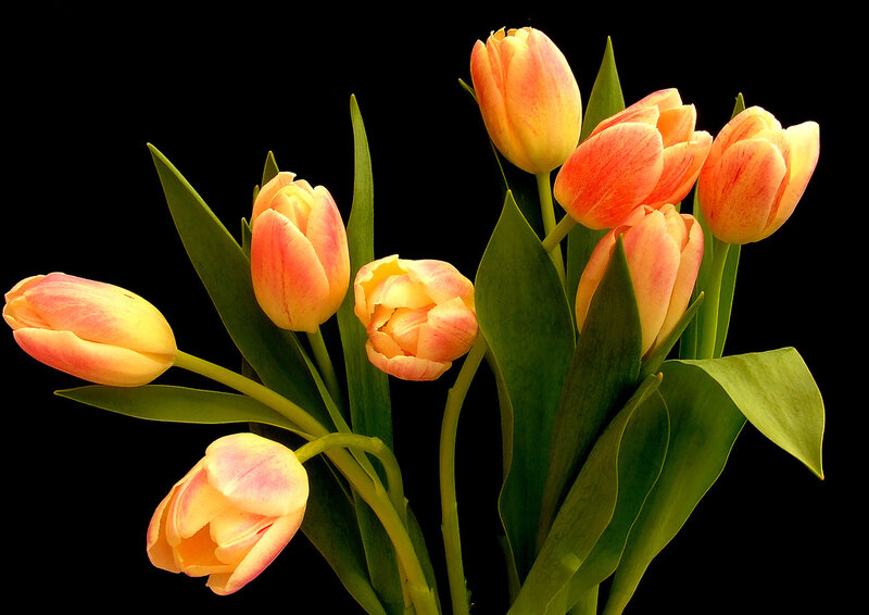 Tulip Bouquet — Yellow, Dramatic