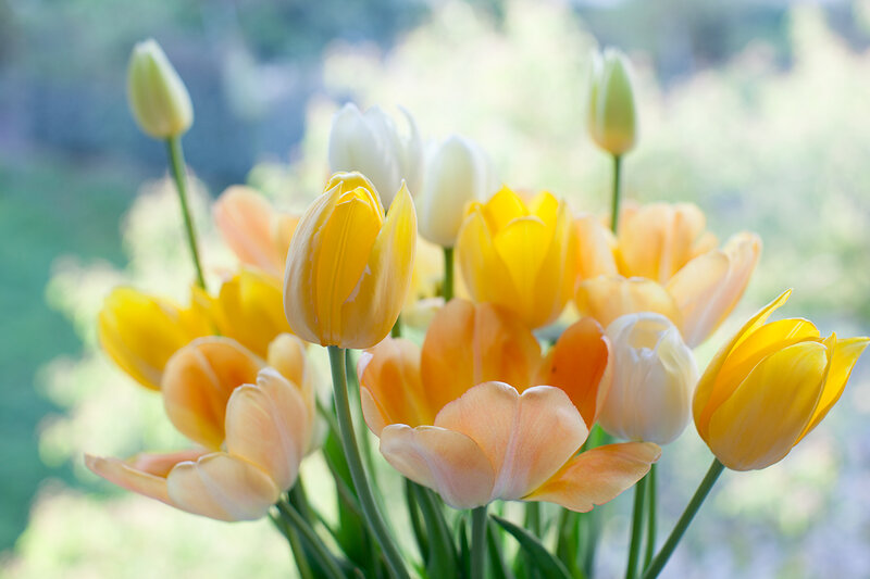 Tulip Bouquet — Yellow, Serene