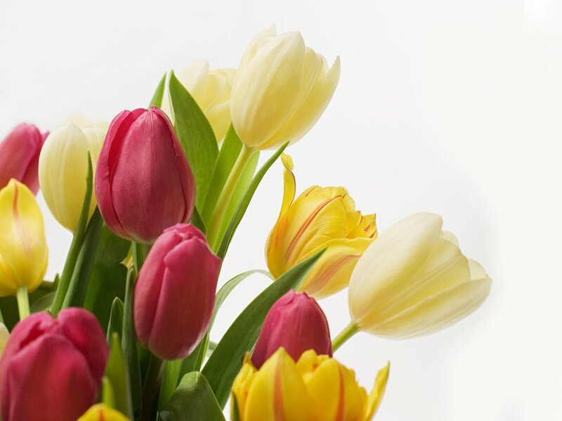 Tulip Bouquet — Yellow
