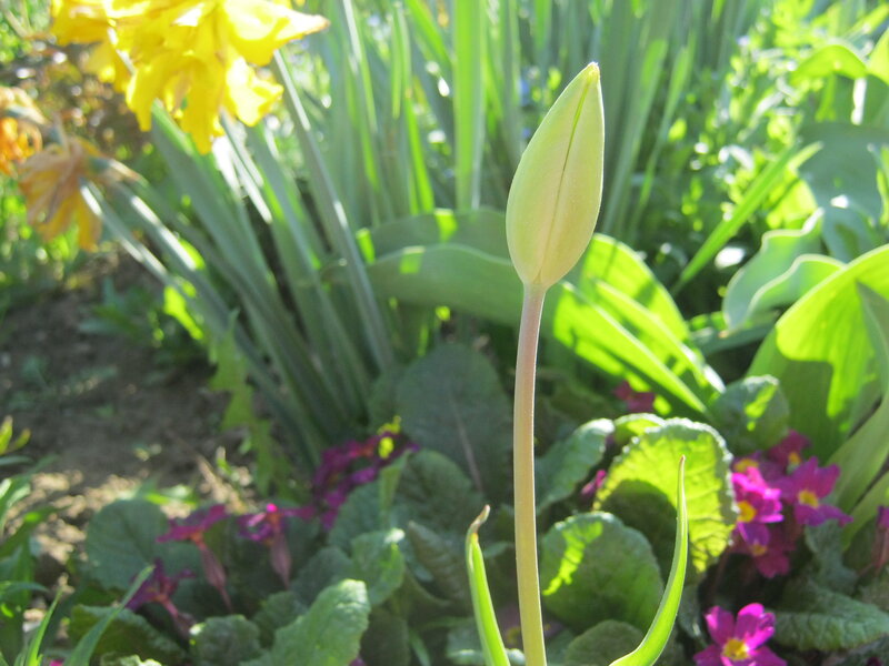 Tulip Bud in Garden