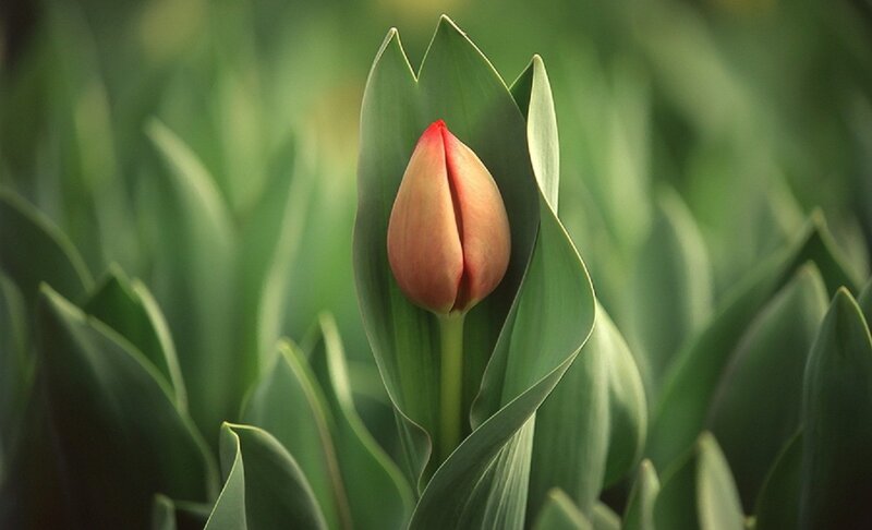 Tulip Bud in Leaves