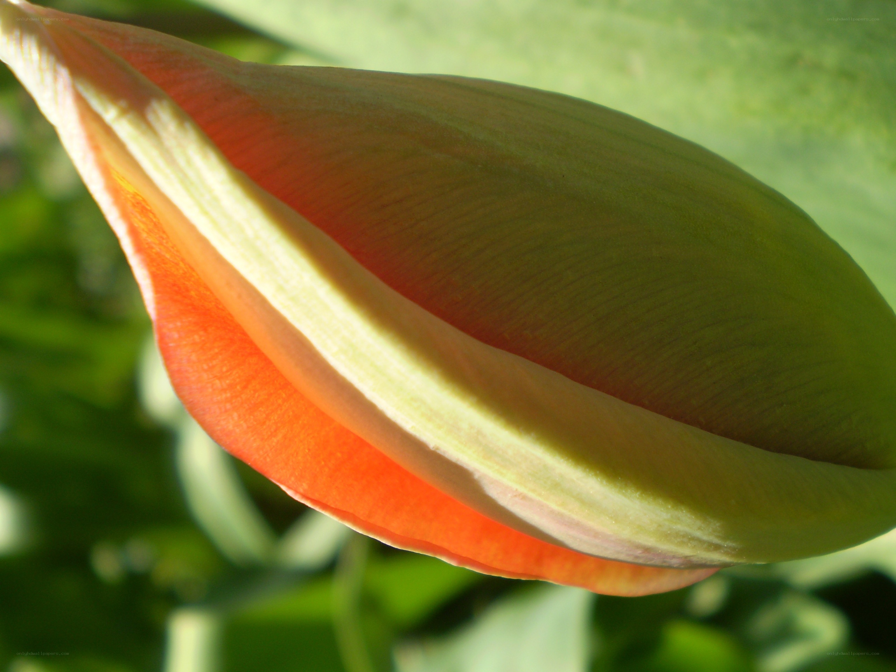 tulip bud in sunlight
