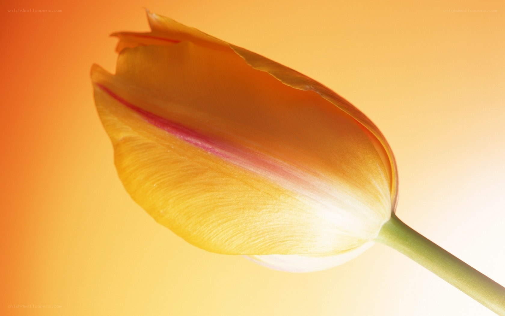 Tulip Bud in Warm Light