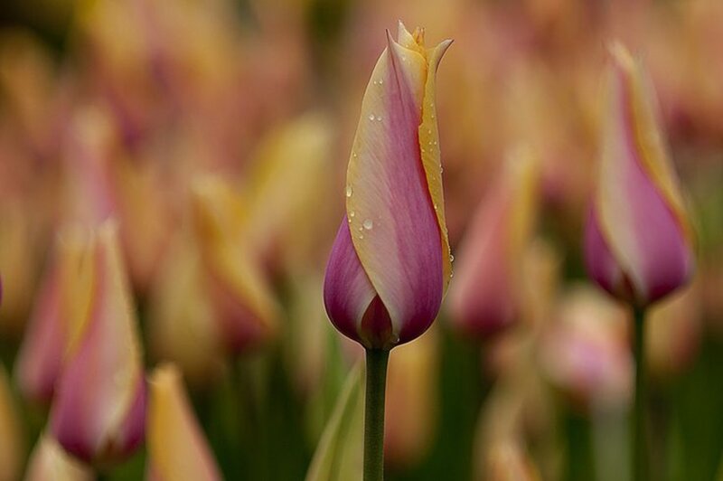 Tulip Bud with Water Droplets