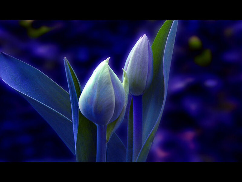 Tulip Buds in Bloom