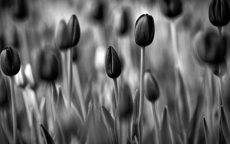 Tulip Buds in Field — Black