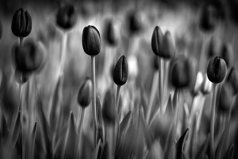 Tulip Buds in Field
