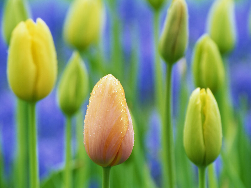 Tulip Buds in Field — Yellow