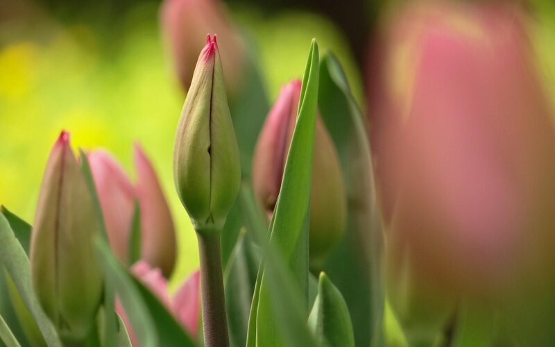 Tulip Buds in Garden