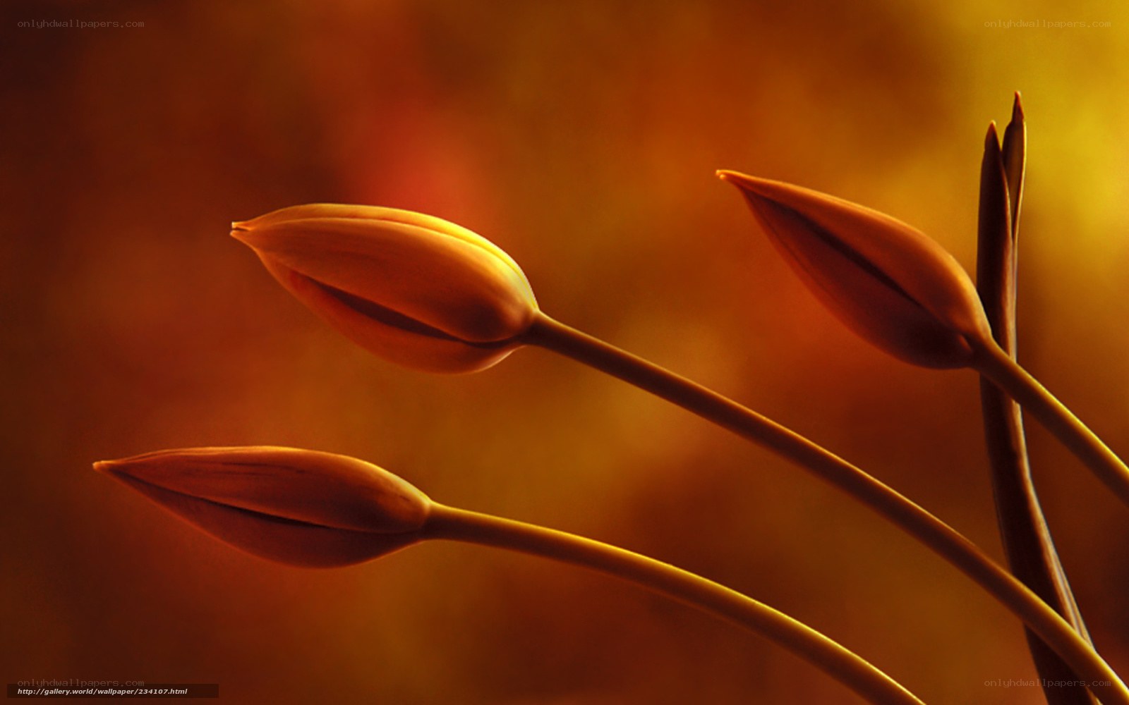 Tulip buds in warm light