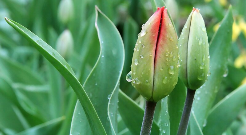 Tulip Buds with Water Droplets