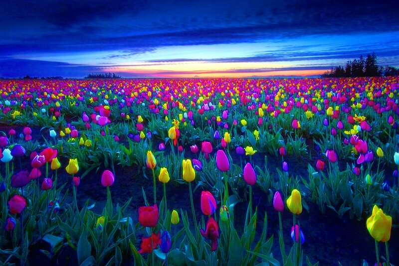Tulip Field at Dusk — Blue