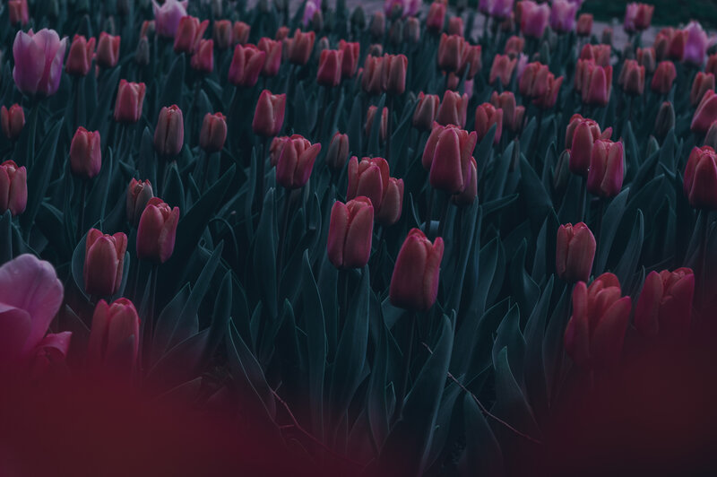 Tulip Field at Dusk — Pink