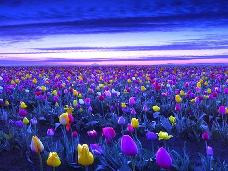 Tulip Field at Dusk — Purple, Serene