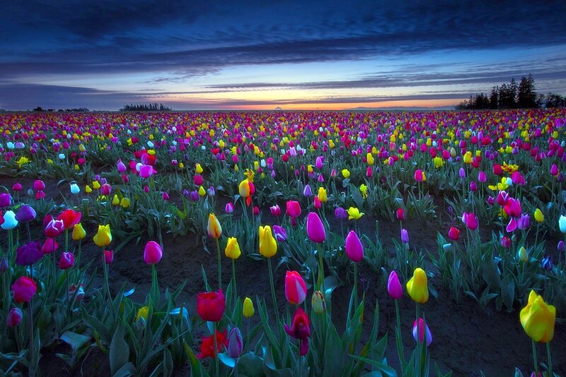 Tulip Field at Dusk — Purple