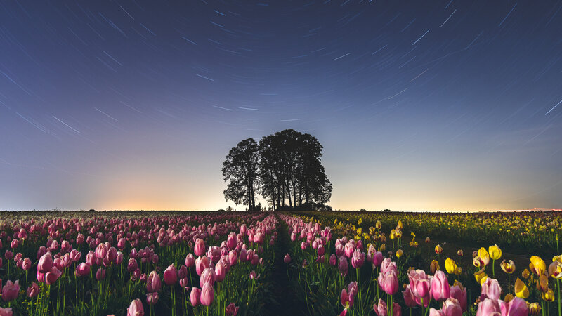 Tulip Field at Night