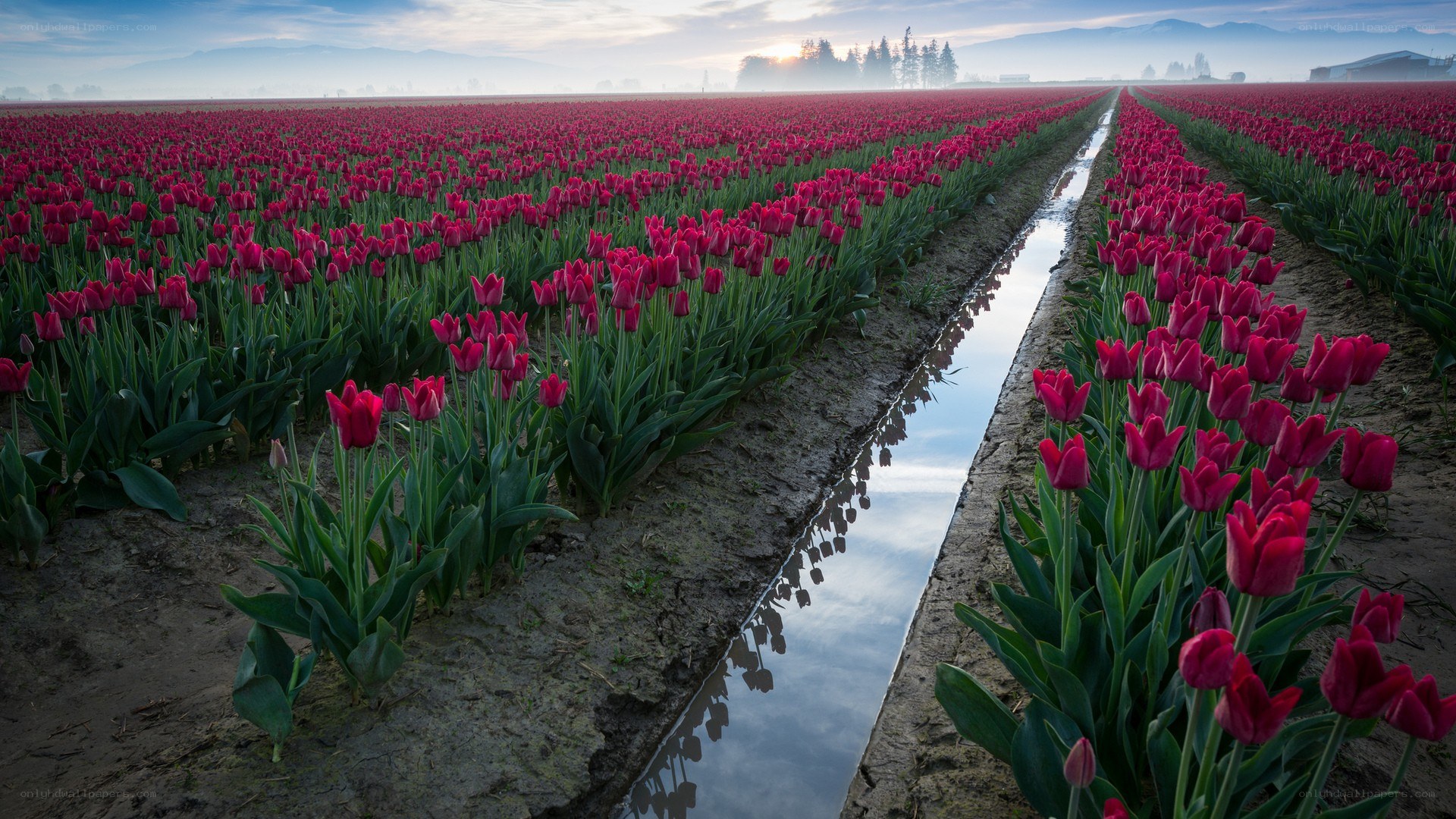 Tulip field at sunrise