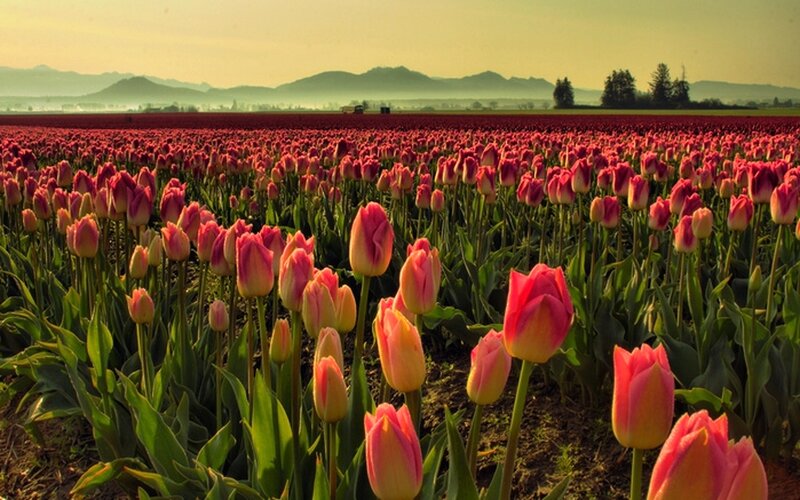 Tulip Field at Sunrise — Pink