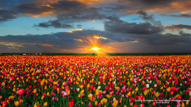 Tulip Field at Sunrise — Red