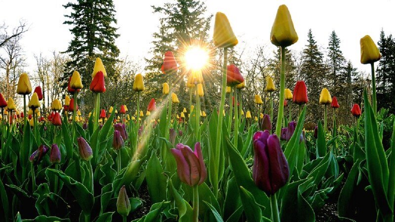 Tulip Field at Sunrise — Yellow