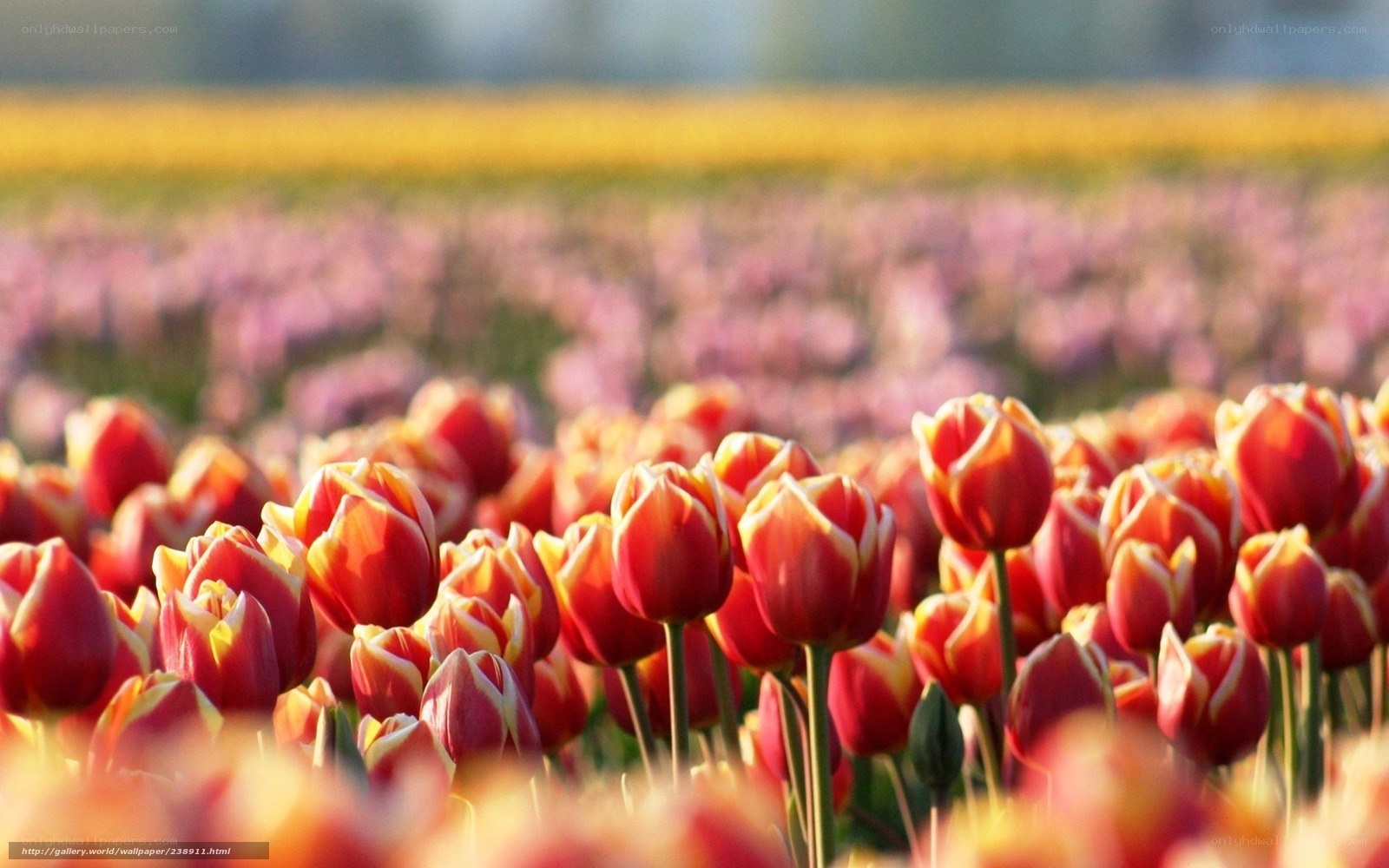 Tulip field at sunrise