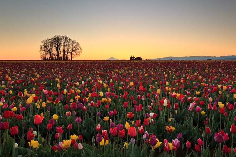 Tulip field at sunset