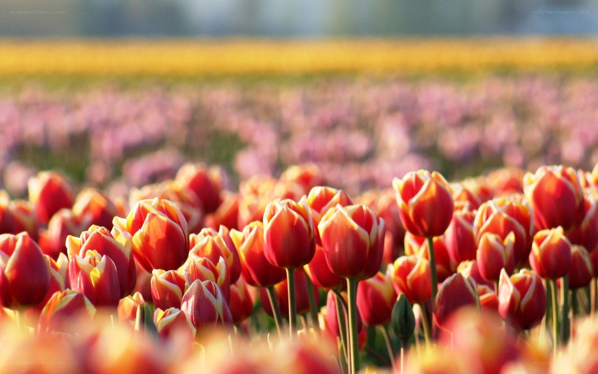 tulip field at sunset