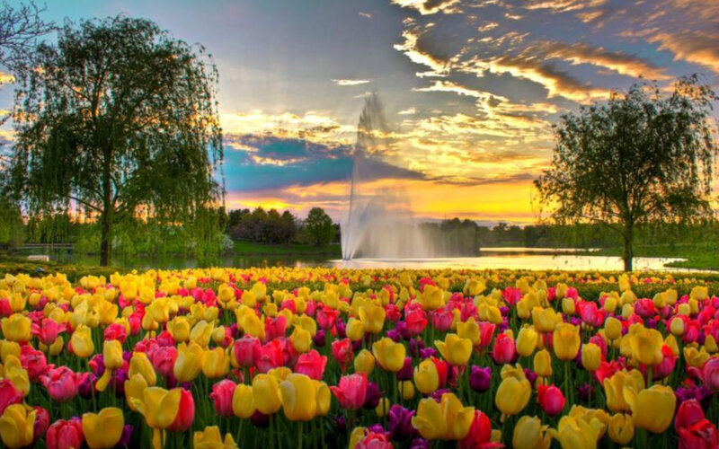 Tulip field at sunset