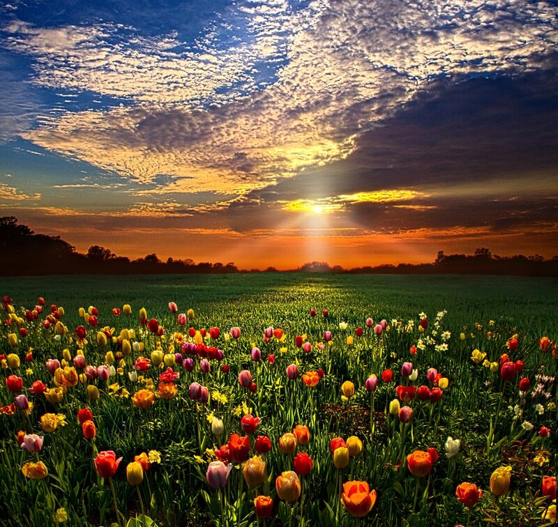 Tulip Field at Sunset — Green