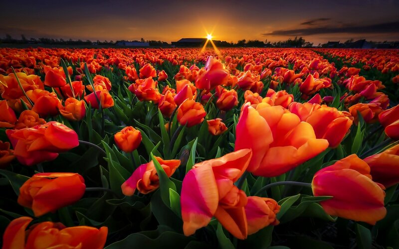 Tulip Field at Sunset — Orange, Dramatic