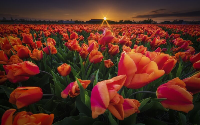 Tulip Field at Sunset — Orange