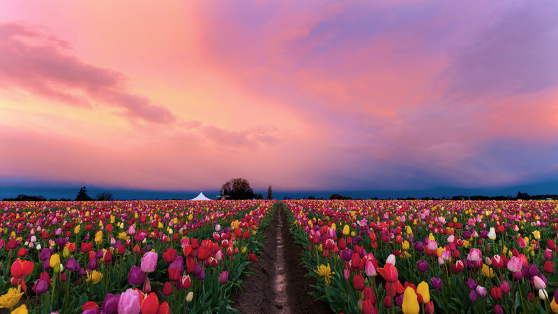 Tulip Field at Sunset — Pink, Dramatic, Photograph, Sky