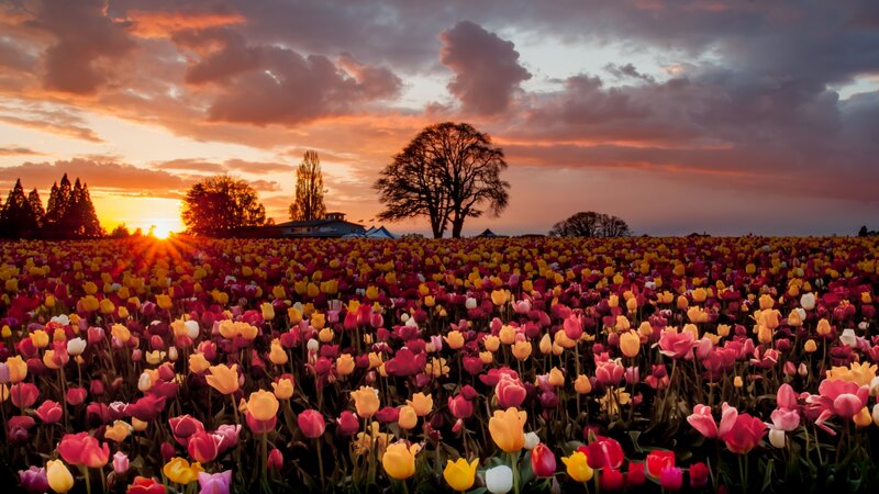 Tulip Field at Sunset — Pink, Dramatic, Photograph, Sun, Tree