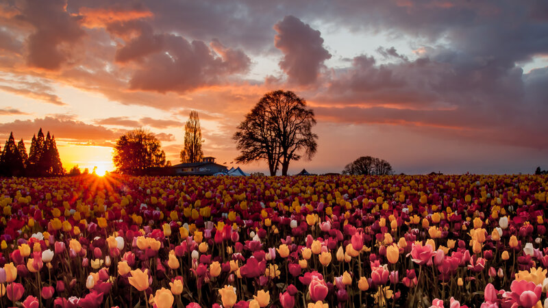 Tulip Field at Sunset — Pink, Dramatic, Photograph, Sun, Trees, Building, Clouds