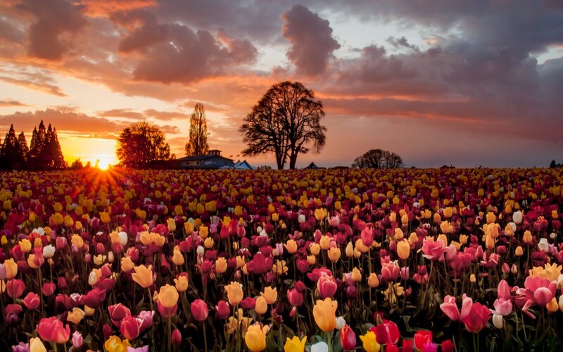Tulip Field at Sunset — Pink, Dramatic, Photograph, Sun, Trees