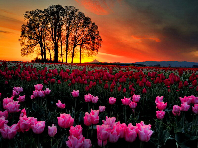 Tulip Field at Sunset — Pink, Dramatic, Photograph