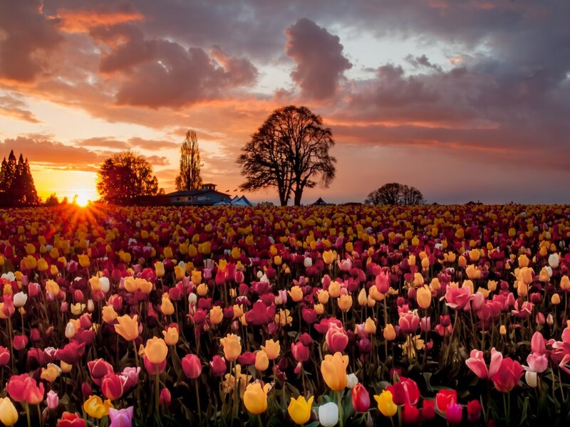 Tulip Field at Sunset — Pink, Dramatic, Photograph, Trees, Building