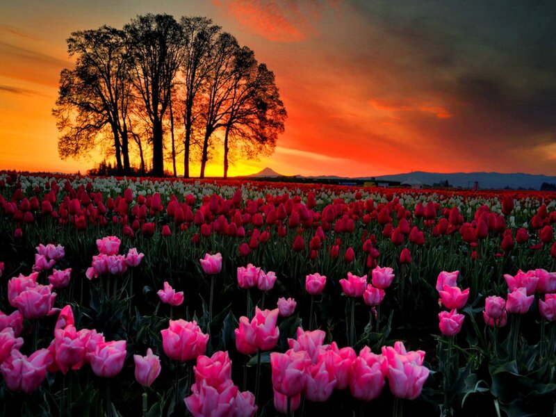 Tulip Field at Sunset — Pink, Dramatic, Photograph, Trees, Mountain
