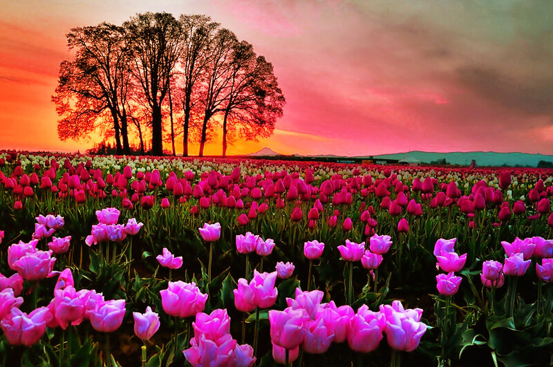 Tulip Field at Sunset — Pink, Dramatic, Photograph, Trees, Sky, Mountain