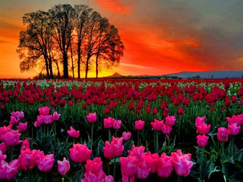 Tulip Field at Sunset — Pink, Dramatic, Photograph, Trees, Sky